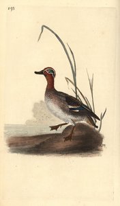 Marreco comum, Anas crecca, macho. Placa de cobre colorida à mão, desenhada e gravada por Edward Donovan a partir de sua própria "Natural History of British Birds", Londres. de Edward Donovan