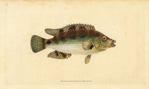 Corkwing wrasse, Symphodus melops (Goldfinny, Labrus cornubius). Placa de cobre colorida à mão, desenhada e gravada por Edward Donovan a partir de sua História Natural dos Peixes Britânicos, Donovan e F.C. e J. Rivington, Londres. de Edward Donovan