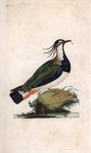 Cuppe Lapwing. Vanellus vanellus (Tringa vanellus). Gravura em cobre de Edward Donovan (1768-1837), publicada em Natural History of British Birds, Londres de Edward Donovan