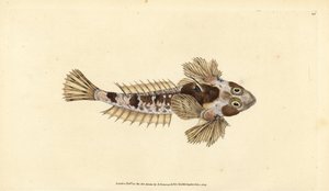 Dragonet, Callionymus lyra (Dragonete sórdido, Callionymus dracunculus). Placa de cobre colorida à mão desenhada e gravada por Edward Donovan a partir de sua História Natural dos Peixes Britânicos, Donovan e F.C. e J. Rivington, Londres. de Edward Donovan