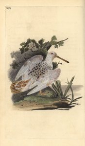 Galinhola de pé branco eurasiático, Scolopax rusticola. Placa de cobre colorida à mão, desenhada e gravada por Edward Donovan a partir de sua própria "Natural History of British Birds", Londres. de Edward Donovan