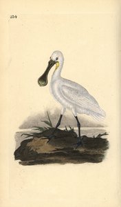 Eurasiano ou colhereiro comum, Platalea leucorodia. Placa de cobre colorida à mão, desenhada e gravada por Edward Donovan a partir de sua própria "Natural History of British Birds", Londres. de Edward Donovan