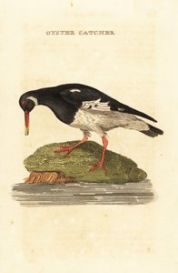 Ostracultor eurasiano, Haematopus ostralegus de Edward Donovan