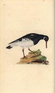 Ostracultor eurasiano, Haematopus ostralegus. Placa de cobre colorida à mão desenhada e gravada por Edward Donovan a partir de sua própria "Natural History of British Birds", Londres. de Edward Donovan