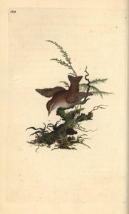 Eurasian wren, troglodytes troglodytes. Placa de cobre colorida à mão desenhada e gravada por Edward Donovan a partir de sua própria "História Natural das Aves Britânicas" (1794-1819). Edward Donovan (1768-1837) foi um zoólogo amador anglo-irlandês, escrit de Edward Donovan