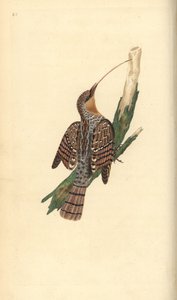 Eurasian wryneck, Jynx torquilla. Placa de cobre colorida à mão, desenhada e gravada por Edward Donovan a partir de sua própria "Natural History of British Birds", Londres. de Edward Donovan