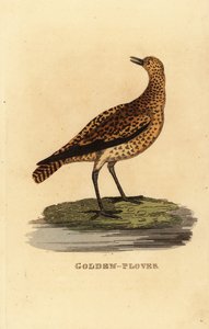 Tarambola-dourada europeia, Pluvialis apricaria de Edward Donovan