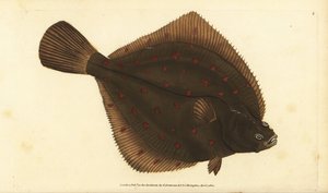 Placas de pleuronectes europeias. Placa de cobre colorida à mão desenhada e gravada por Edward Donovan a partir de sua História Natural dos Peixes Britânicos, Donovan e F.C. e J. Rivington, Londres. de Edward Donovan
