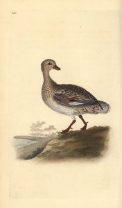 Gadwall (feminino), Anas strepera. Placa de cobre colorida à mão, desenhada e gravada por Edward Donovan a partir de sua própria "Natural History of British Birds", Londres. de Edward Donovan