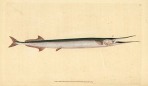 Garfish ou agulha do mar, Belone belone (Lúcio do mar ou gar-fish, Esox belone). Placa de cobre colorida à mão desenhada e gravada por Edward Donovan da sua História Natural dos Peixes Britânicos, Donovan e F.C. e J. Rivington, Londres