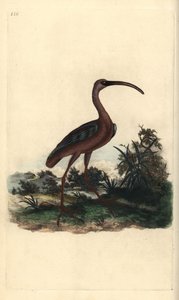 Íbis brilhante, Plegadis falcinellus. Placa de cobre colorida à mão desenhada e gravada por Edward Donovan a partir de sua própria "Natural History of British Birds", Londres. de Edward Donovan