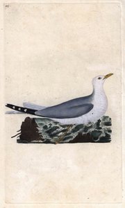 Cinzas de Goeland. Larus canus. Gravura em cobre de Edward Donovan (1768-1837), publicada na Histoire naturelle des oiseaux britanniques, Londres. de Edward Donovan