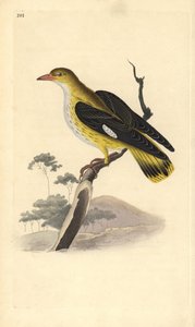 Oriole dourado (feminino), Oriolus oriolus. Placa de cobre colorida à mão desenhada e gravada por Edward Donovan a partir de sua própria "Natural History of British Birds", Londres. de Edward Donovan