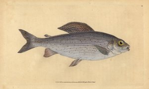 Grayling, Thymallus thymallus (Salmo thymallus). Placa de cobre colorida à mão desenhada e gravada por Edward Donovan a partir de sua História Natural dos Peixes Britânicos, Donovan e F.C. e J. Rivington, Londres. de Edward Donovan