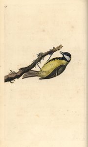 Grande Mama, Parus Major. Placa de cobre colorida à mão, desenhada e gravada por Edward Donovan a partir de sua própria "Natural History of British Birds," Londres de Edward Donovan