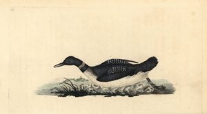 Grande lunático do norte ou mergulhador, Gavia immer. Placa de cobre colorida à mão, desenhada e gravada por Edward Donovan a partir de sua própria "Natural History of British Birds", Londres. de Edward Donovan