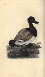 Maior pato scaup, Aythya marila. Placa de cobre colorida à mão, desenhada e gravada por Edward Donovan a partir de sua própria "Natural History of British Birds", Londres. de Edward Donovan