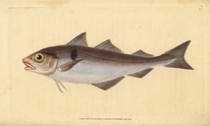 Haddock, Melanogrammus aeglefinus (Gadus aeglefinus). Vulnerável. Placa de cobre colorida à mão desenhada e gravada por Edward Donovan a partir de sua História Natural dos Peixes Britânicos, Donovan e F.C. e J. Rivington, Londres. de Edward Donovan