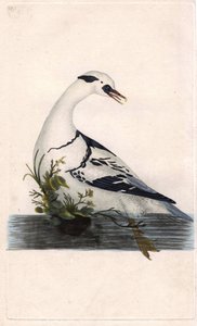 Peões Harle. Mergus albellus. Gravura em cobre de Edward Donovan (1768-1837), publicada na Histoire naturelle des oiseaux britanniques, Londres. de Edward Donovan
