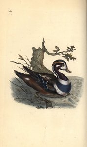 Pato Arlequim, Histrionicus histrionicus. Placa de cobre colorida à mão, desenhada e gravada por Edward Donovan a partir de sua própria "Natural History of British Birds," Londres de Edward Donovan