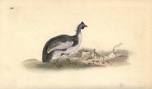 Ajudou a guineafowl, Numida meleagris. Placa de cobre colorida à mão, desenhada e gravada por Edward Donovan a partir de sua própria "Natural History of British Birds," Londres de Edward Donovan