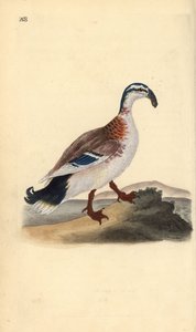 Um pato-real, Anas platyrhynchos. Placa de cobre colorida à mão, desenhada e gravada por Edward Donovan a partir de sua própria "Natural History of British Birds", Londres. de Edward Donovan