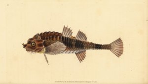 Hooknose, Agonus cataphractus (Pogge ou cabeça de touro armada, Cottus cataphractus). Placa de cobre colorida à mão desenhada e gravada por Edward Donovan da sua História Natural dos Peixes Britânicos, Donovan e F.C. e J. Rivington, Londres. de Edward Donovan