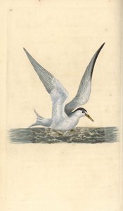 Pequena ou pequena andorinha-do-mar, Sternula albifrons. Placa de cobre colorida à mão, desenhada e gravada por Edward Donovan a partir de sua própria "Natural History of British Birds", Londres. de Edward Donovan