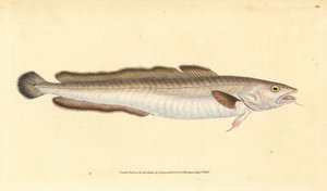 Peixe Ling, Molva molva (Gadus molva). Placa de cobre colorida à mão desenhada e gravada por Edward Donovan a partir de sua História Natural dos Peixes Britânicos, Donovan e F.C. e J. Rivington, Londres.
