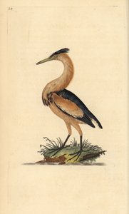 Um pouco de amargo, Ixobrychus minutus. Placa de cobre colorida à mão, desenhada e gravada por Edward Donovan a partir de sua própria "Natural History of British Birds," Londres de Edward Donovan
