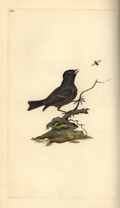 Marsh Tit, Poecile Palustris. Placa de cobre colorida à mão, desenhada e gravada por Edward Donovan a partir de sua própria "Natural History of British Birds," Londres de Edward Donovan