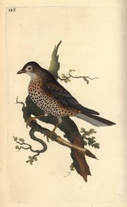 Tordo de névoa, Turdus viscivorus. Placa de cobre colorida à mão, desenhada e gravada por Edward Donovan a partir de sua própria "Natural History of British Birds", Londres. de Edward Donovan