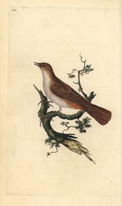 Rouxinol, megarhynchos da Luscinia. Placa de cobre colorida à mão desenhada e gravada por Edward Donovan a partir de sua própria "Natural History of British Birds", Londres. de Edward Donovan