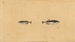 Pungitius pungitius pungitius (Pungitius pungitius pungitius, Gasterosteus pungitius). Placa de cobre colorida à mão, desenhada e gravada por Edward Donovan a partir de sua História Natural dos Peixes Britânicos, Donovan e F.C. e J. Rivington, Londres. de Edward Donovan