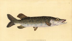 Lúcio do Norte, Esox lucius. Placa de cobre colorida à mão desenhada e gravada por Edward Donovan a partir de sua História Natural dos Peixes Britânicos, Donovan e F.C. e J. Rivington, Londres.