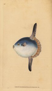 Peixe Sol Oceano, Mola mola. Vulnerável. (Peixe sol, Tetrodon mola). Placa de cobre colorida à mão, desenhada e gravada por Edward Donovan a partir de sua História Natural dos Peixes Britânicos, Donovan e F.C. e J. Rivington, Londres.