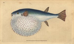 Lagocephalus lagocephalus (Peixe globo cozido, Tetrodon stellatus). Placa de cobre colorida à mão desenhada e gravada por Edward Donovan a partir de sua História Natural dos Peixes Britânicos, Donovan e F.C. e J. Rivington, Londres. de Edward Donovan