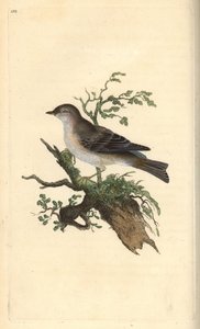 Toutinegra orfã, Sylvia hydrtensis, ou pequeninos calções maiores. Placa de cobre colorida à mão, desenhada e gravada por Edward Donovan a partir de sua própria "Natural History of British Birds", Londres. de Edward Donovan