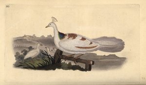 Pé de pato, Pavo cristatus, fêmea com crias. Placa de cobre colorida à mão desenhada e gravada por Edward Donovan a partir de sua própria "Natural History of British Birds", Londres. de Edward Donovan
