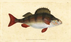 Perch, Perca fluviatilis. Placa de cobre colorida à mão desenhada e gravada por Edward Donovan a partir de sua História Natural dos Peixes Britânicos, Donovan e F.C. e J. Rivington, Londres de Edward Donovan