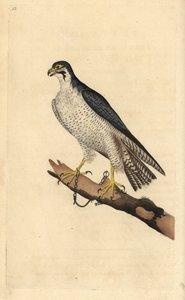 Falcão-peregrino, Falco peregrinus, acorrentado a um ramo. Placa de cobre colorida à mão desenhada e gravada por Edward Donovan a partir de sua própria "Natural History of British Birds", Londres. de Edward Donovan