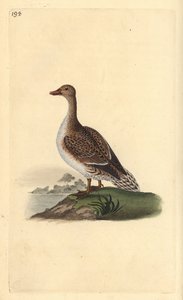 Pintail, Anas acuta, fêmea. Placa de cobre colorida à mão, desenhada e gravada por Edward Donovan a partir de sua própria "Natural History of British Birds", Londres. de Edward Donovan