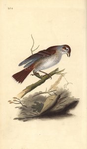 Shrike de costas vermelhas (fêmea), Lanius collurio. Placa de cobre colorida à mão, desenhada e gravada por Edward Donovan a partir de sua própria "Natural History of British Birds", Londres. de Edward Donovan