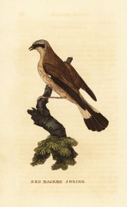 Shrike de costas vermelhas, Lanius collurio de Edward Donovan