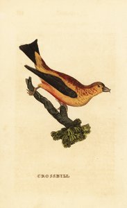 Bico vermelho, Loxia curvirostra de Edward Donovan