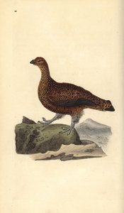 Galo vermelho (fêmea), Lagopus scotica. Placa de cobre colorida à mão desenhada e gravada por Edward Donovan a partir de sua própria "Natural History of British Birds", Londres. de Edward Donovan