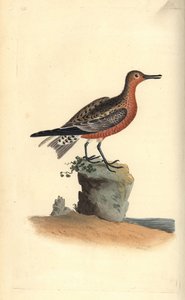 Nó vermelho, Calidris canutus. Placa de cobre colorida à mão, desenhada e gravada por Edward Donovan a partir de sua própria "Natural History of British Birds," Londres de Edward Donovan