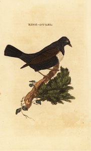 Anel ouzel, Turdus torquatus de Edward Donovan