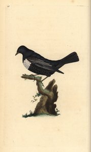 Ring ouzel, Turdus torquatus. Placa de cobre colorida à mão, desenhada e gravada por Edward Donovan a partir de sua própria "Natural History of British Birds," Londres de Edward Donovan