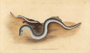 Lampreia do rio, Lampetra fluviatilis (Lampern ou lampreia menor, Petromyzon fluviatilis). Placa de cobre colorida à mão desenhada e gravada por Edward Donovan a partir de sua História Natural dos Peixes Britânicos, Donovan e F.C. e J. Rivington, Londres. de Edward Donovan